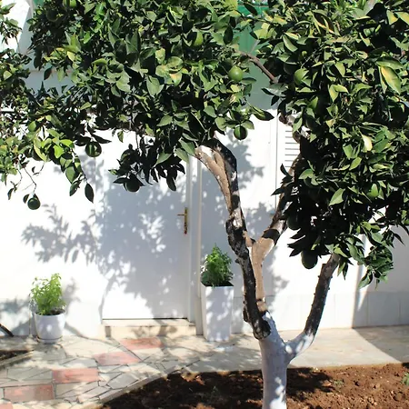 Orange Grove Retreat 티라나