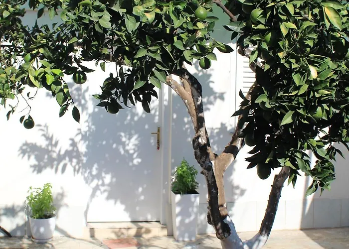 Orange Grove Retreat Tirana
